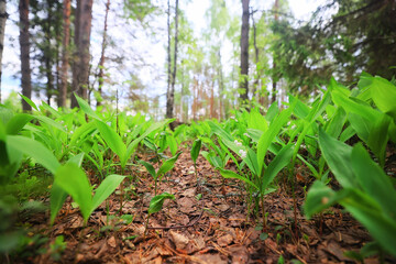 lilies of the valley landscape in the forest background, view of the forest green season