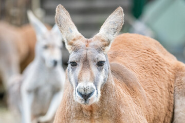 Close up of red kangaroo looking into the camera in a kangaroo sanctuary © jodie777