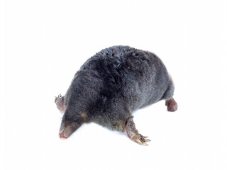 Animal earthen mole on a white background. Animal Talpidae. Dig an underground passage. Family of...