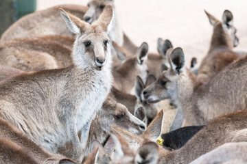Large group of kangaroos at a feeding trough with one kangaroo looking up