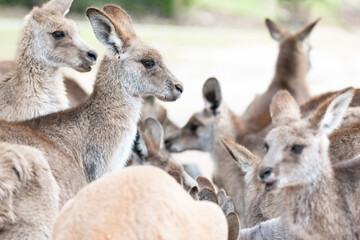 Naklejka na ściany i meble Large group of kangaroos at a feeding trough with one kangaroo looking to the side.