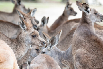 Large group of kangaroos at a feeding trough in a kangaroo sanctuary