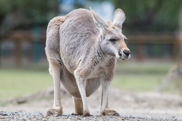 Red female kangaroo with a full pouch standing alone in a kangaroo sanctuary - obrazy, fototapety, plakaty