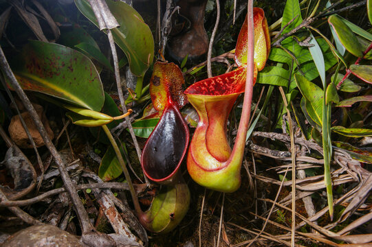 Two pitchers of the carnivorous pitcher plant Nepenthes lowii, Borneo, Malaysia