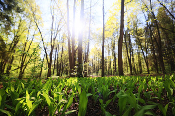 lilies of the valley landscape in the forest background, view of the forest green season