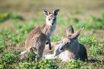 Naklejka na ściany i meble Joey standing up while it’s mother is resting on her side while in the morning sunlight