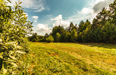 landscape sketches on the background of the forest and fields