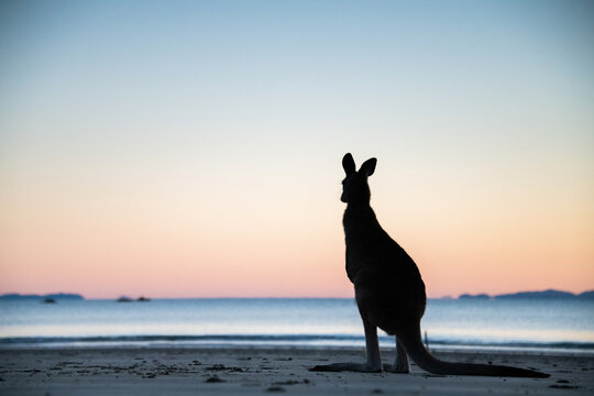 Silhouette of a kangaroo looking out to the ocean with the colours of dawn behind it.
