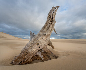 Driftwood in the sand dunes on Moreton Island, Queensland, Australia