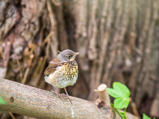 A fieldfare chick, Turdus pilaris, has left the nest and is sitting on a branch. A chick of...
