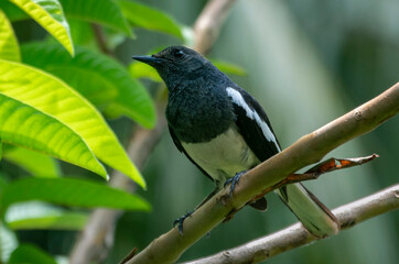 Oriental magpie robin bird perched on a guava tree branch in the garden close up portraiture.