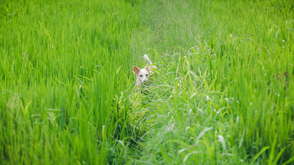 White dog playing hide and seek in the paddy field, hiding behind the long grass.
