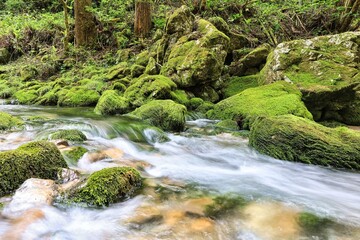 Obraz premium 苔むした岩の間から流れる綺麗なせせらぎ