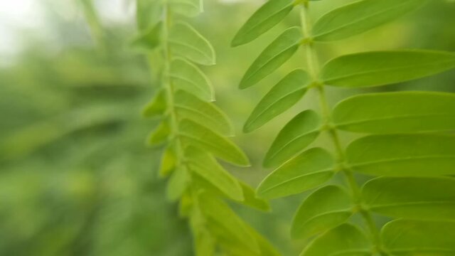 close up of green leaves