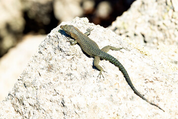 Naklejka na ściany i meble (Selective focus) Close-up view of a Sardinian lizard walking on a granite rock during a sunny day. The Tyrrhenian wall lizard is a species endemic to the islands Sardinia and Corsica.