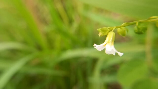 lily of the valley in spring