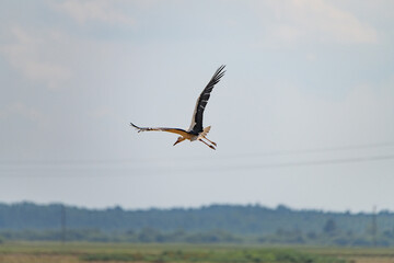 Ciconia ciconia flies over a plowed field.