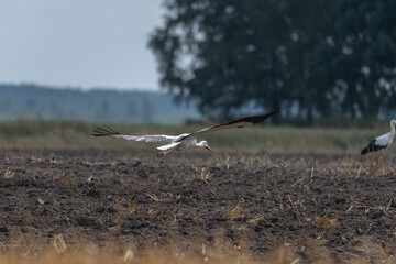 Ciconia ciconia flies over a plowed field.