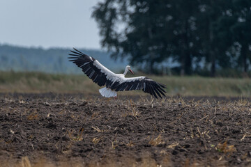 Ciconia ciconia flies over a plowed field.
