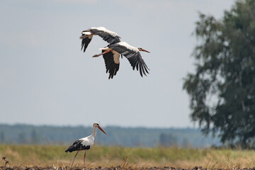 Ciconia ciconia flies over a plowed field.