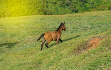 A horses eating grass on hill, A little horse eating grass in the green field, concept horse eating grass