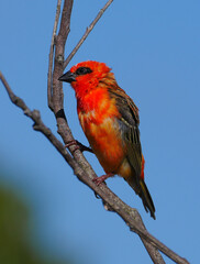 Red Fody bird - Foudia Madagascariensis perching under blue sky