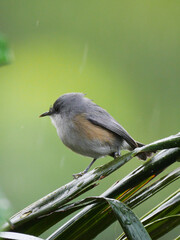 Cute gray bird perching on palm tree in gloomy weather