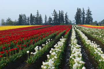 tulip flower