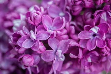 purple decorative lilac close up