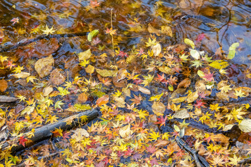 autumn leaves closeup on the lake