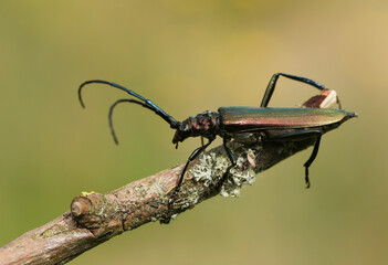 A Musk Beetle, Lampyris noctiluca, displaying on a twig.
 - obrazy, fototapety, plakaty