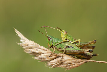 A mating pair of Meadow Grasshoppers, Chorthippus parallelus, perching on grass seeds in a field.