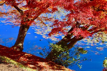 秋の蛇の鼻遊楽園（福島県・本宮市）