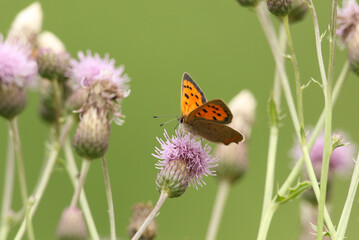 A Small Copper Butterfly, Lycaena phlaeas, pollinating a Thistle flower.	