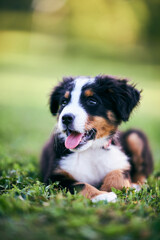 Small Bernese mountain dog resting on a green grass. Adorable small puppy of Bernese mountain dog. 
