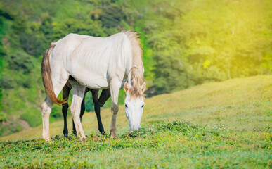 Obraz na płótnie Canvas Portrait of white horse eating grass in the field, a white horse eating grass on a hill