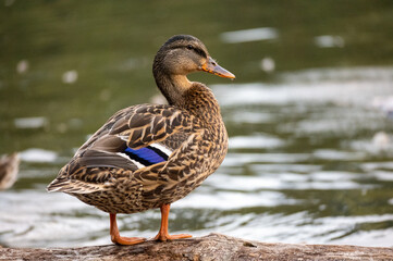 Fototapeta premium Duck on the water on a log