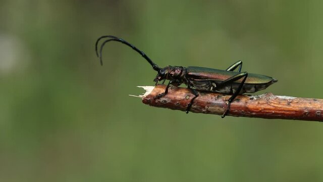A Musk Beetle, Lampyris noctiluca,  displaying on a twig.