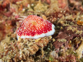 Reticulated Chromodoris red and white nudibranch (Chromodoris reticulata) near Anilao, Batangas, Philippines.  Underwater photography and travel.