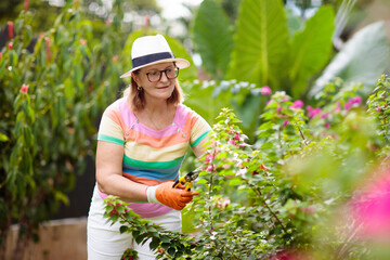 Senior woman gardening. Garden plants, flowers.