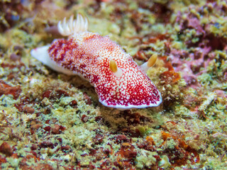 Reticulated Chromodoris red and white nudibranch (Chromodoris reticulata) near Anilao, Batangas, Philippines.  Underwater photography and travel.