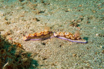 A pair of Risbecia Tryoni Nudibranchs (Risbecia tryoni), sea slugs, on sandy bottom exhibiting tailing behavior near Anilao, Philippines. Underwater photography and travel.
