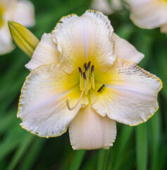 Fototapeta premium close up of a white flower lilium candidum