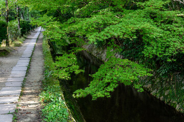 哲学の道と新緑
