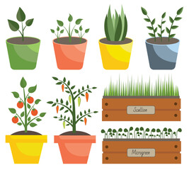 Obraz premium Collection of different plants, flowerpots, greenery. A set of seedling in pots for gardening, balcony garden. Flat houseplant collection. Organic microgreen, scallion, pepper and tomato in pots.
