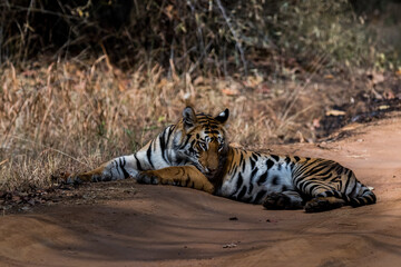 Tiger Lying on the Road 