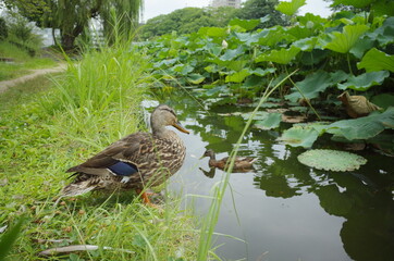 カルガモ親子の夏のプール