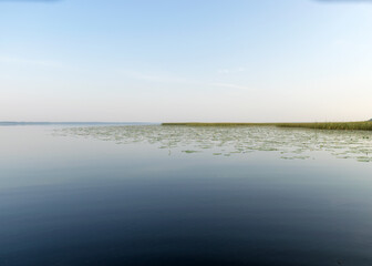 landscape on the lake, water lilies and reeds, reflections in the water