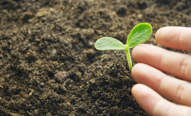 Close-up of a two-leaf melon seedling in black soil and a hand