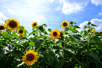 夏の花　ヒマワリ　in 三重県松阪市